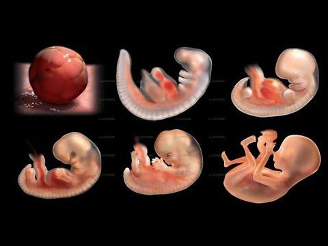 Les problématiques liées à la grossesse et la grossesse à haut risque (GHR)