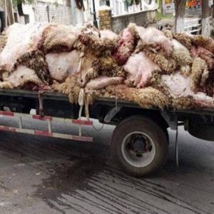 ضيف النسمات