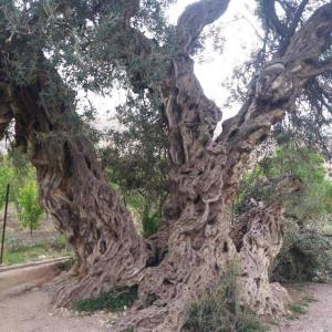 Et l'histoire du plus vieil olivier de l'Afrique du nord à T'kout