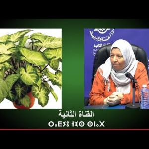 Preview image for the video "LA3WANSER du 29.07.2024 "Gardiennage" avec Mr Karima Siniane Paysagiste par Noura Sahi".